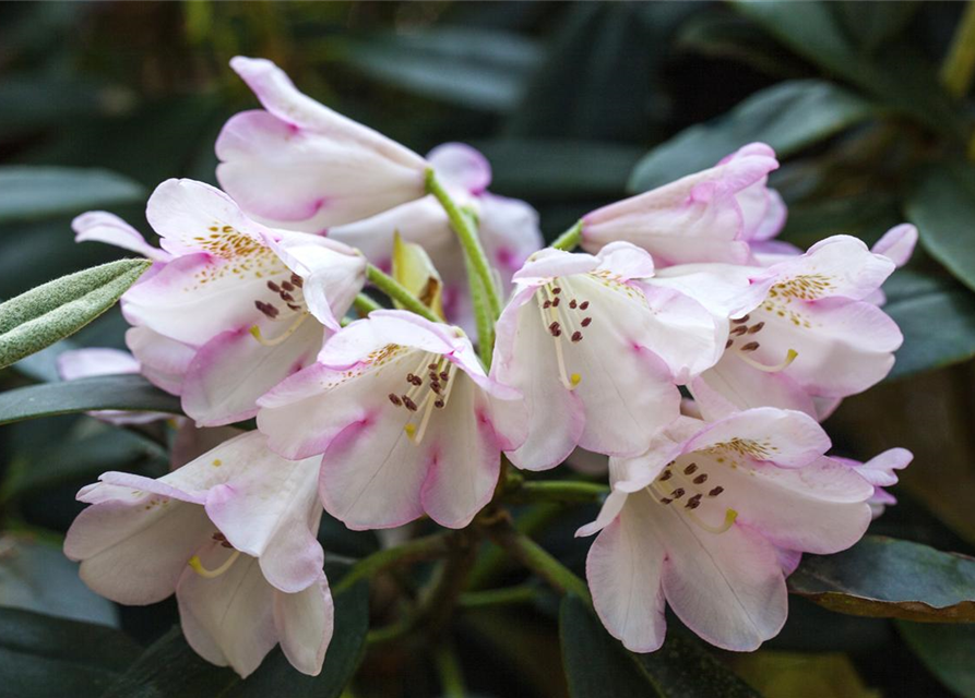 Rhododendron-Hybride 'Gomer Waterer'