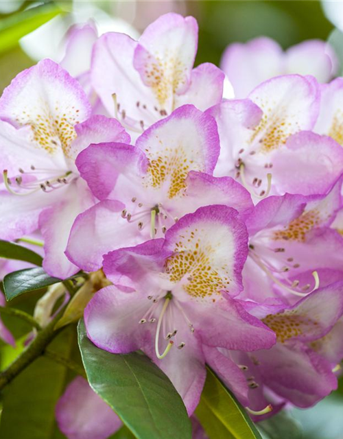 Rhododendron-Hybride 'Gomer Waterer'