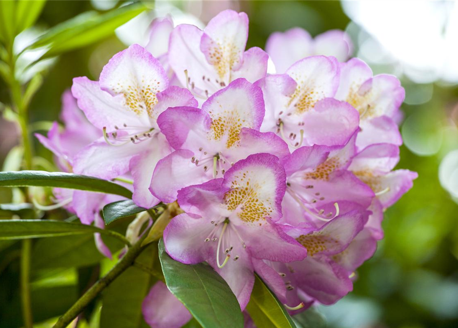 Rhododendron-Hybride 'Gomer Waterer'