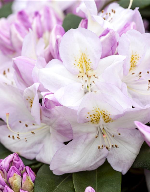 Rhododendron-Hybride 'Gomer Waterer'