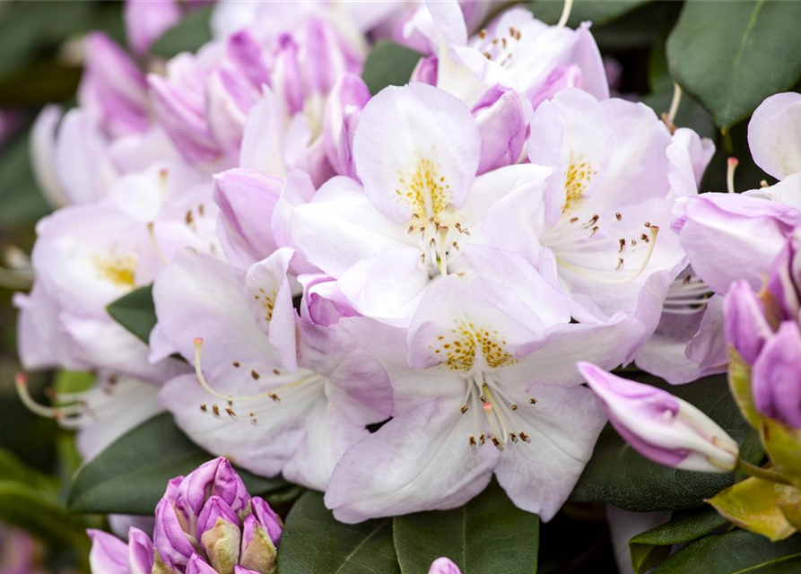 Rhododendron-Hybride 'Gomer Waterer'