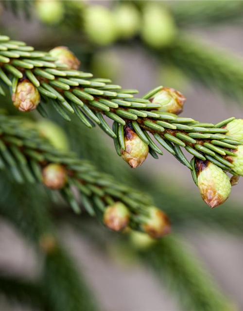 Orientalische Fichte 'Aureospicata'