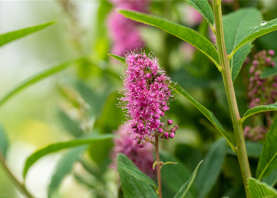 Kolbenspiere 'Triumphans'