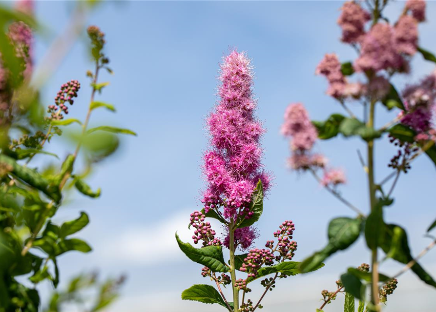 Kolbenspiere 'Triumphans'