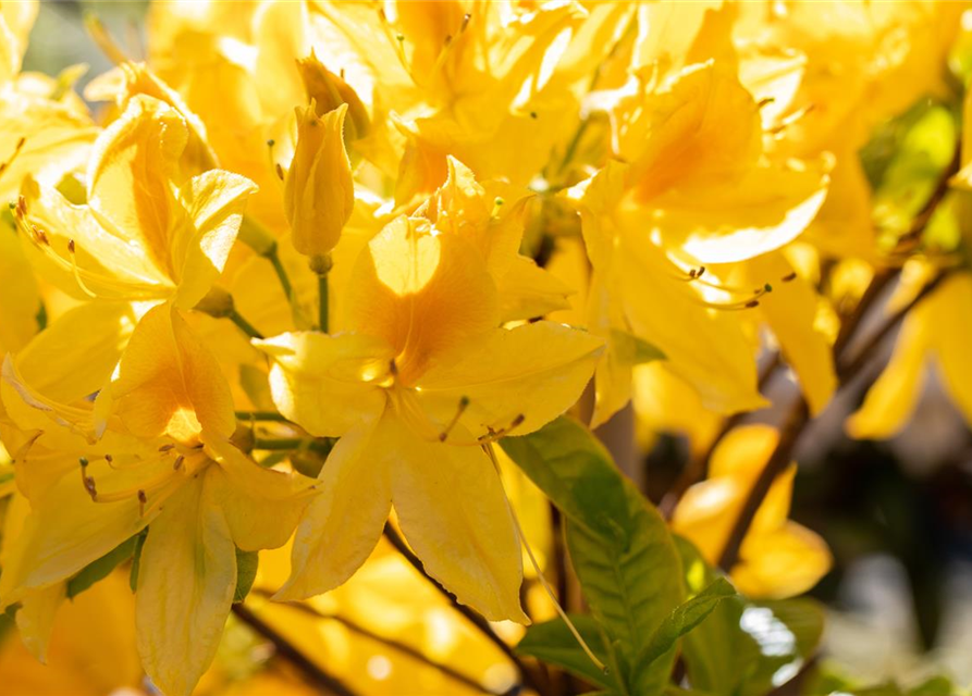 Sommergrüne Azalee 'Goldtopas'