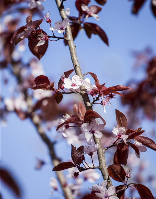 Blutpflaume 'Nigra'