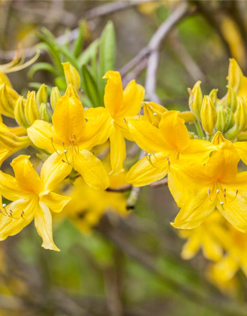 Sommergrüne Azalee 'Goldtopas'