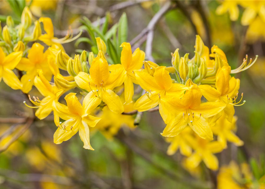 Sommergrüne Azalee 'Goldtopas'