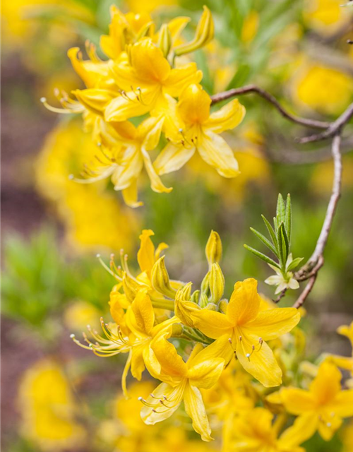 Sommergrüne Azalee 'Goldtopas'