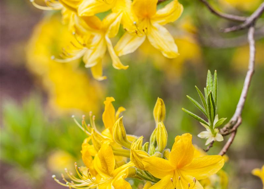 Sommergrüne Azalee 'Goldtopas'