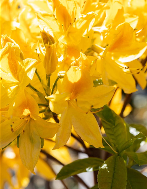 Sommergrüne Azalee 'Goldtopas'