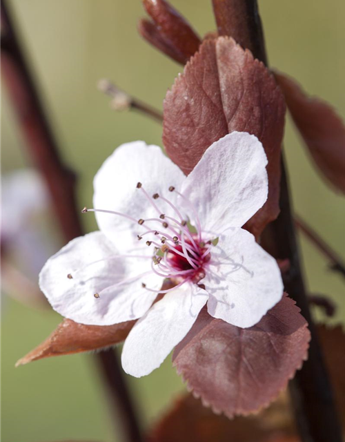 Blutpflaume 'Nigra'