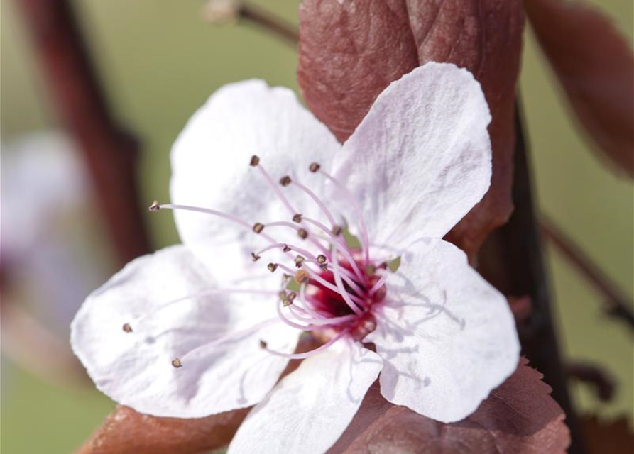 Blutpflaume 'Nigra'