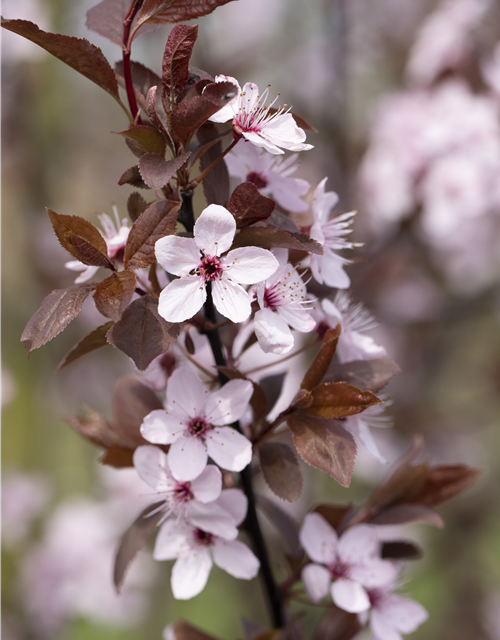 Blutpflaume 'Nigra'