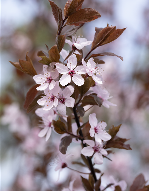 Blutpflaume 'Nigra'