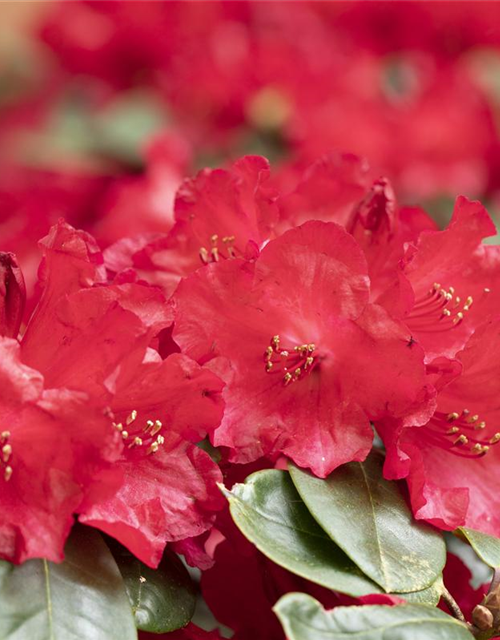 Rhododendron 'Lisetta'®