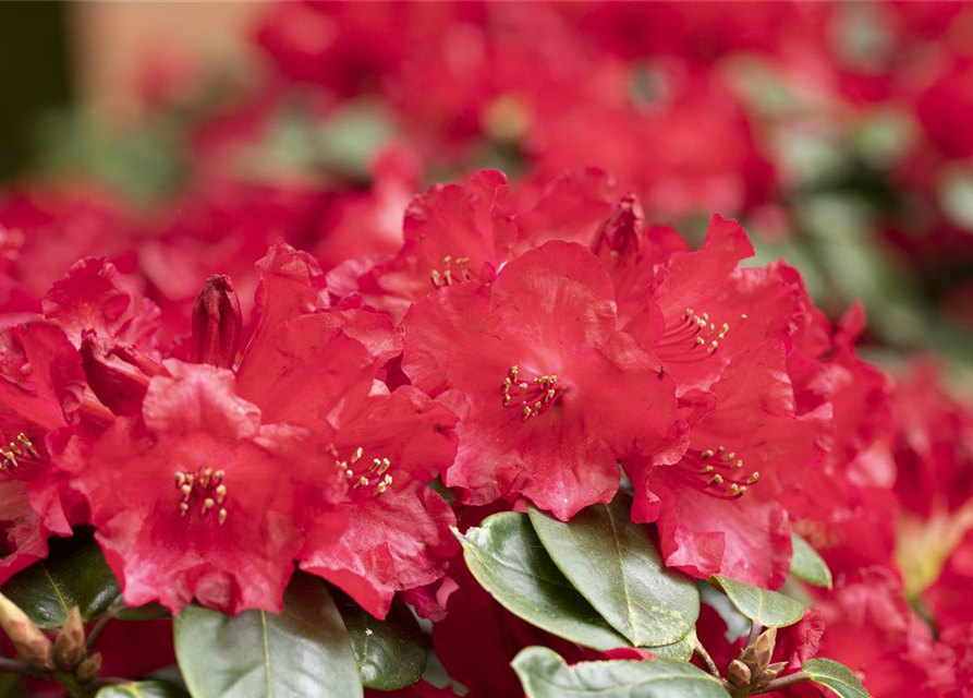 Rhododendron 'Lisetta'®