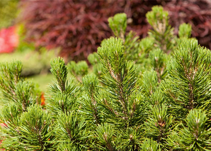 R Pinus mugo 'Mumpitz'