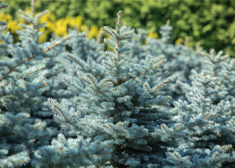 Kleine Blaufichte 'Glauca Globosa'