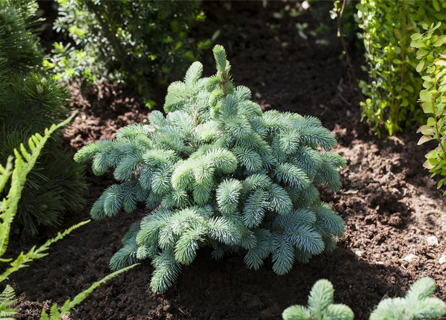 Kleine Blaufichte 'Glauca Globosa'