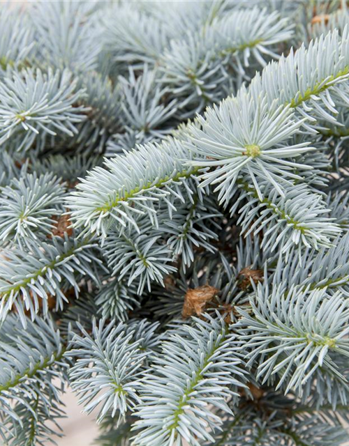 Kleine Blaufichte 'Glauca Globosa'