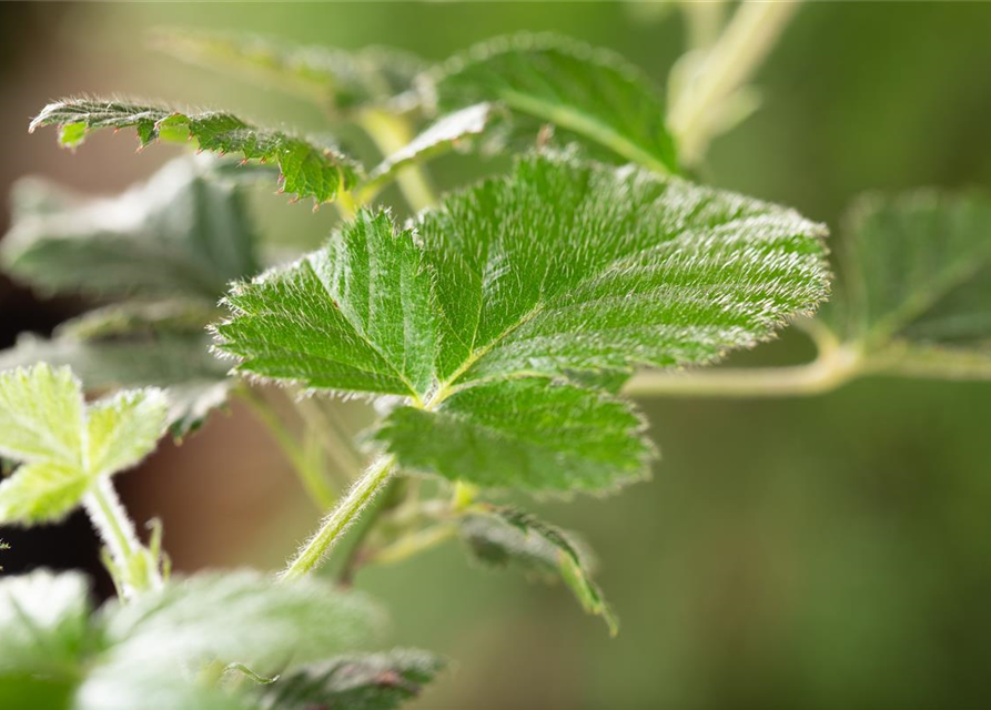 Rubus fruticosus 'Loch Ness'® Fruchtbengel