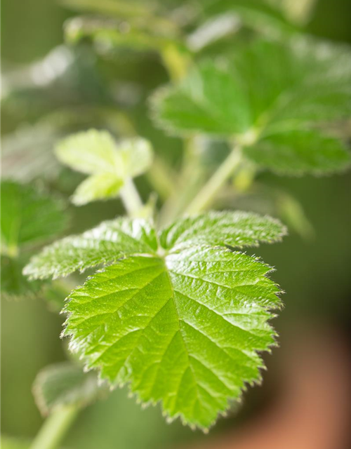 Rubus fruticosus 'Loch Ness'® Fruchtbengel