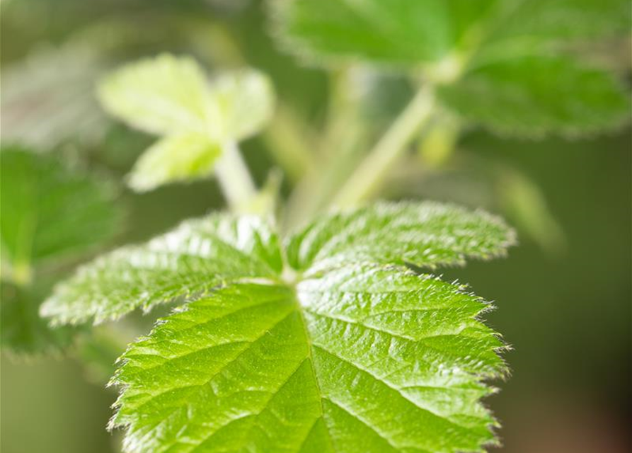 Rubus fruticosus 'Loch Ness'® Fruchtbengel