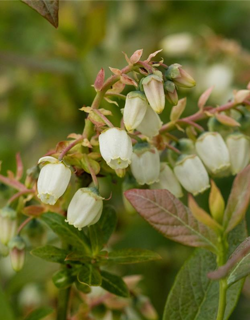 Heidelbeere 'Elisabeth'