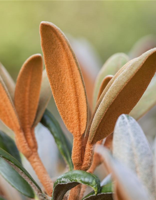 Rhododendron 'Hydon Velvet'