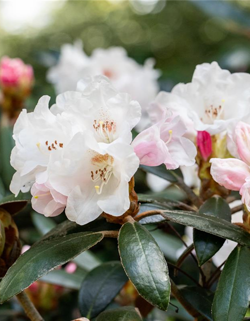 Rhododendron 'Hydon Velvet'