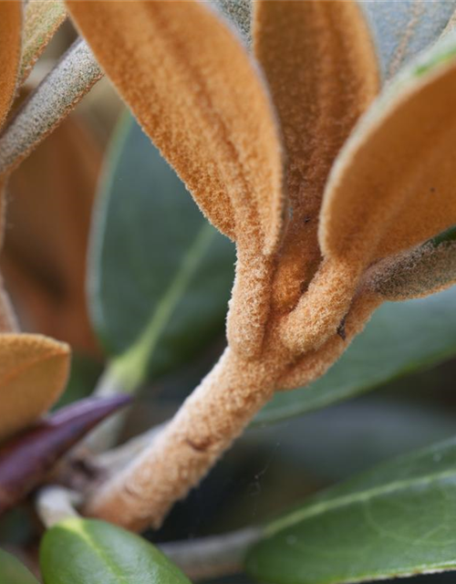 Rhododendron 'Hydon Velvet'