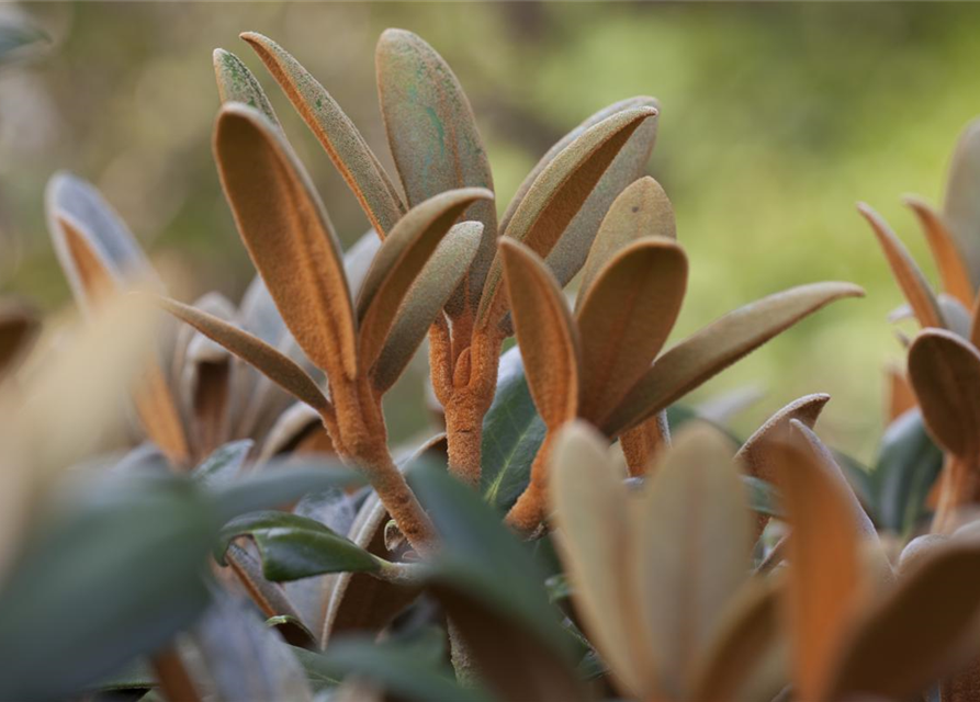 Rhododendron 'Hydon Velvet'