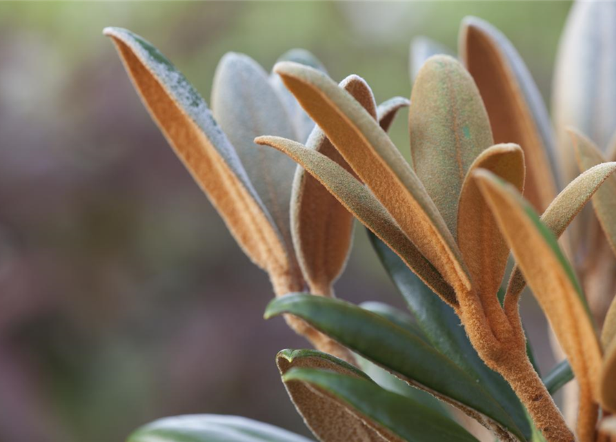 Rhododendron 'Hydon Velvet'