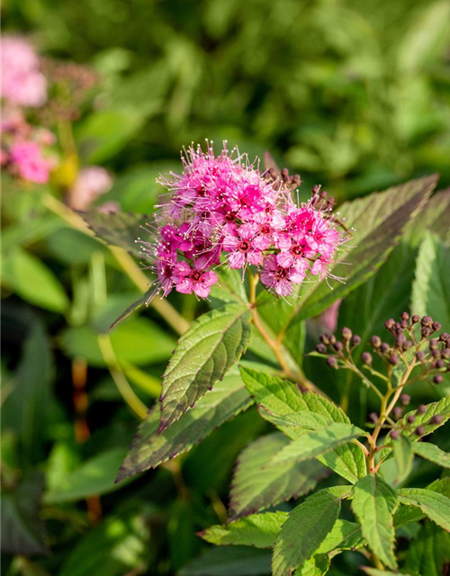 Sommerspiere 'Shirobana'