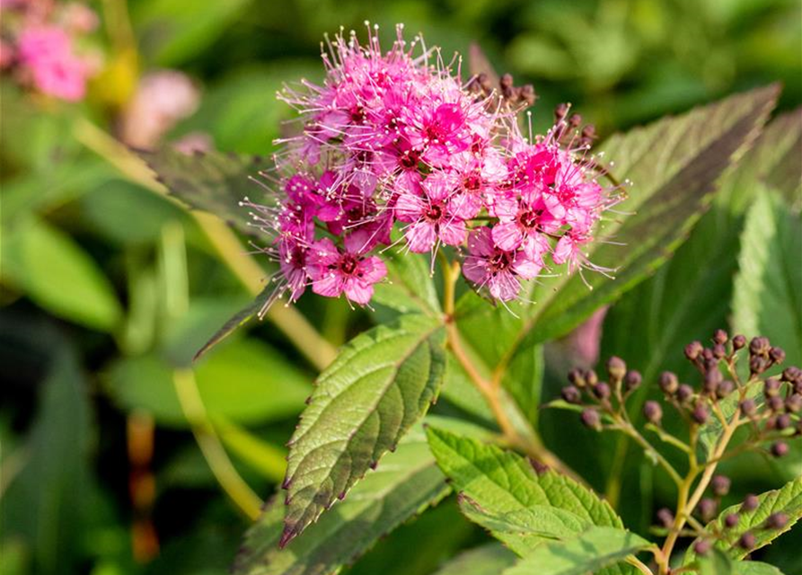 Sommerspiere 'Shirobana'