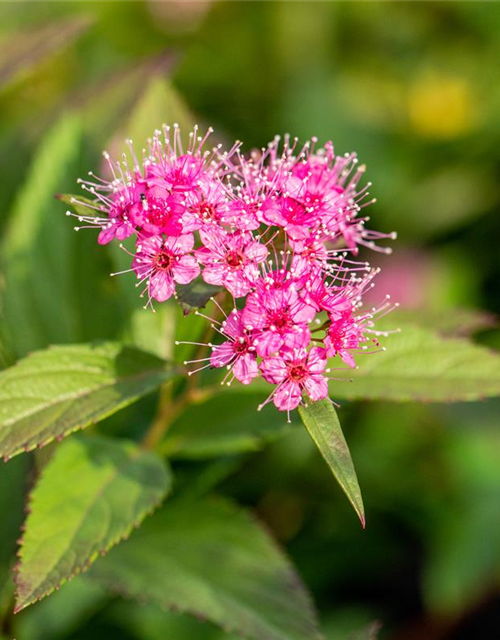 Sommerspiere 'Shirobana'