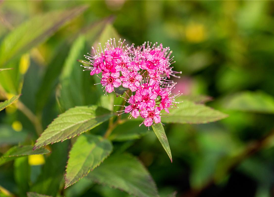 Sommerspiere 'Shirobana'