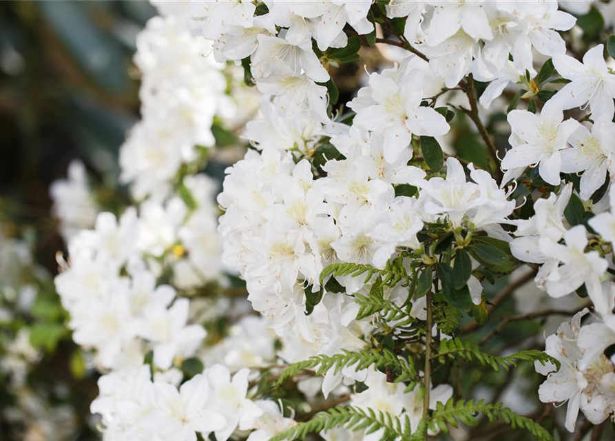 Karolina-Rhododendron 'Dora Amateis'