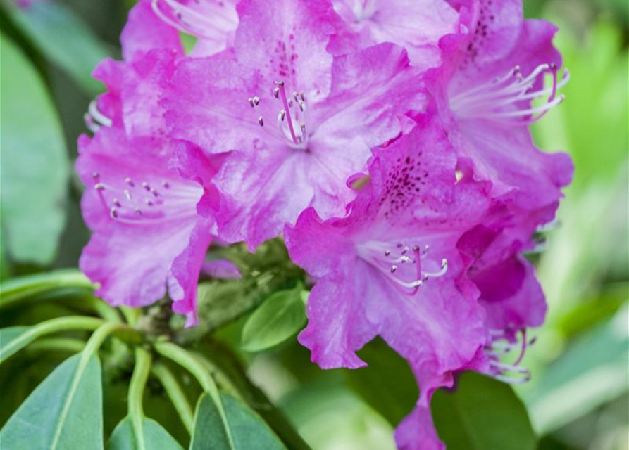 Karolina-Rhododendron 'P.J. Mezitt'