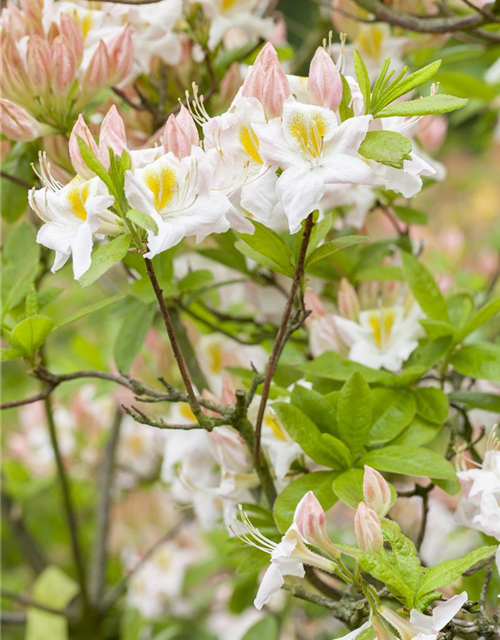 Sommergrüne Azalee 'White Melody'