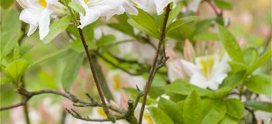 Sommergrüne Azalee 'White Melody'