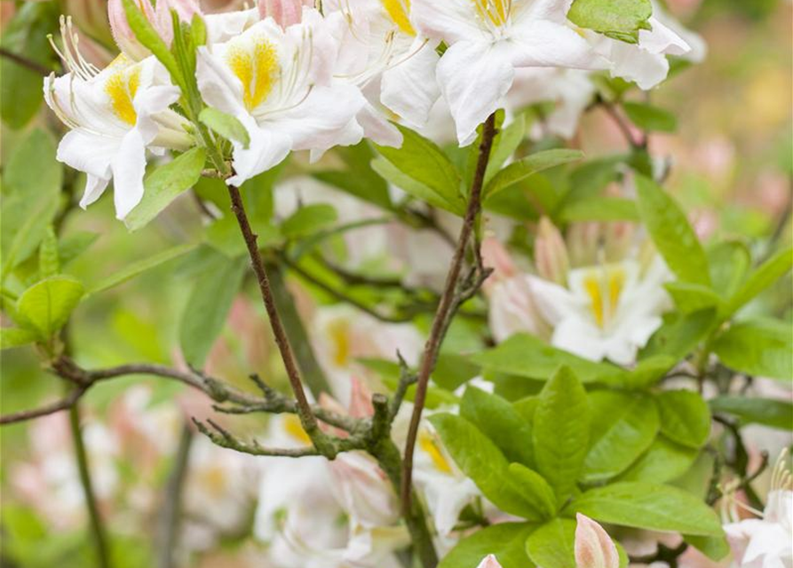 Sommergrüne Azalee 'White Melody'