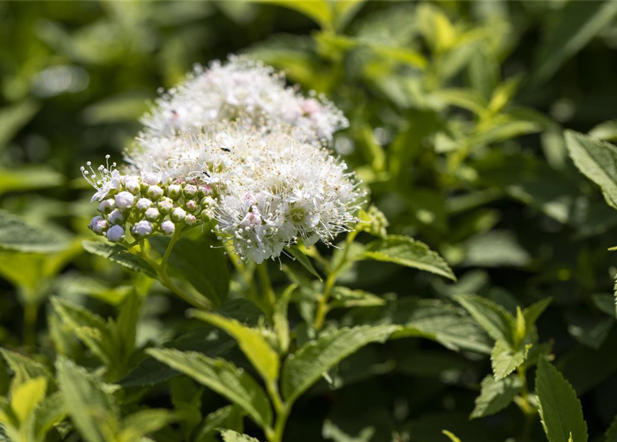 Sommerspiere 'Albiflora'