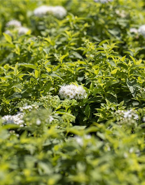 Sommerspiere 'Albiflora'