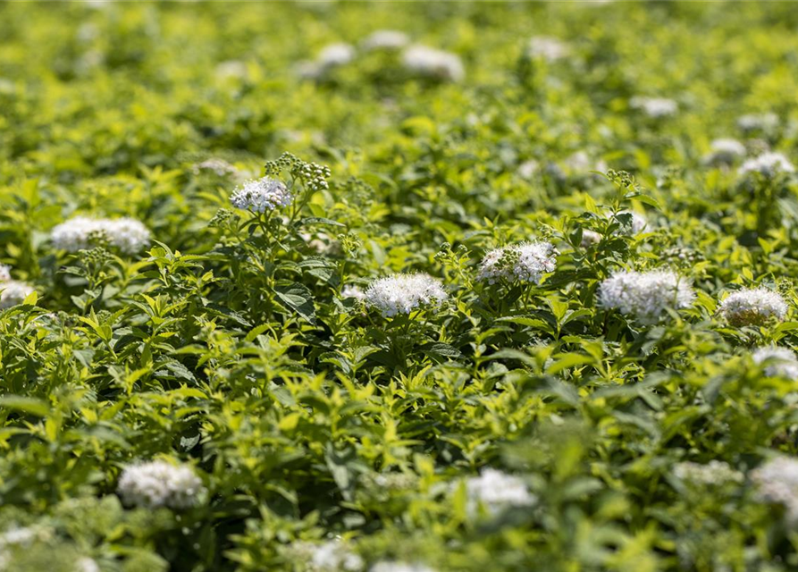 Sommerspiere 'Albiflora'