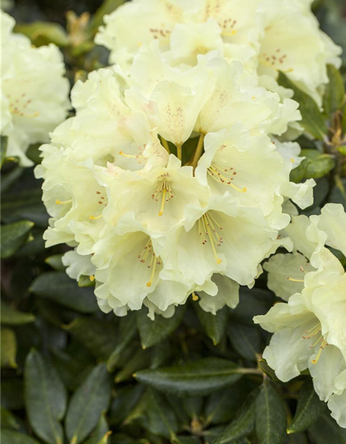 Rhododendron 'Goldkrone'®