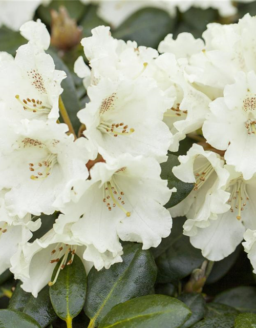 Rhododendron 'Goldkrone'®