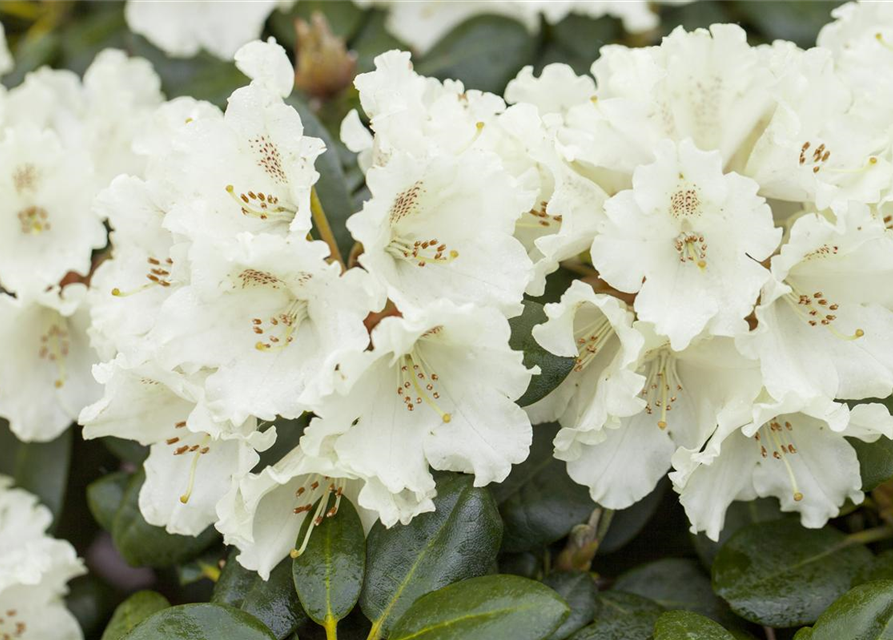 Rhododendron 'Goldkrone'®