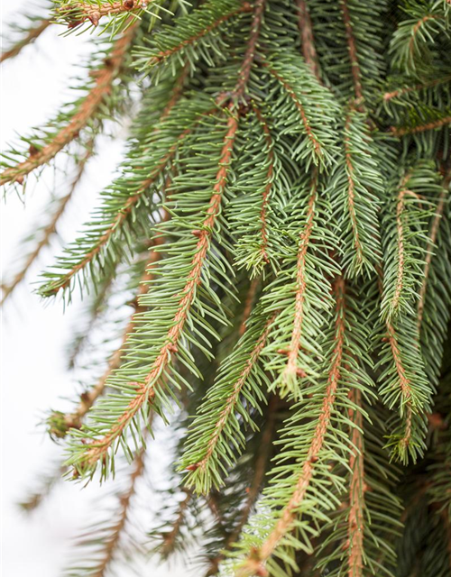 Picea abies 'Loreley'